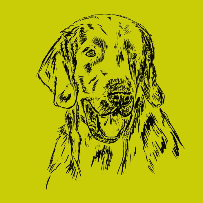 Flat coated retriever - limetková