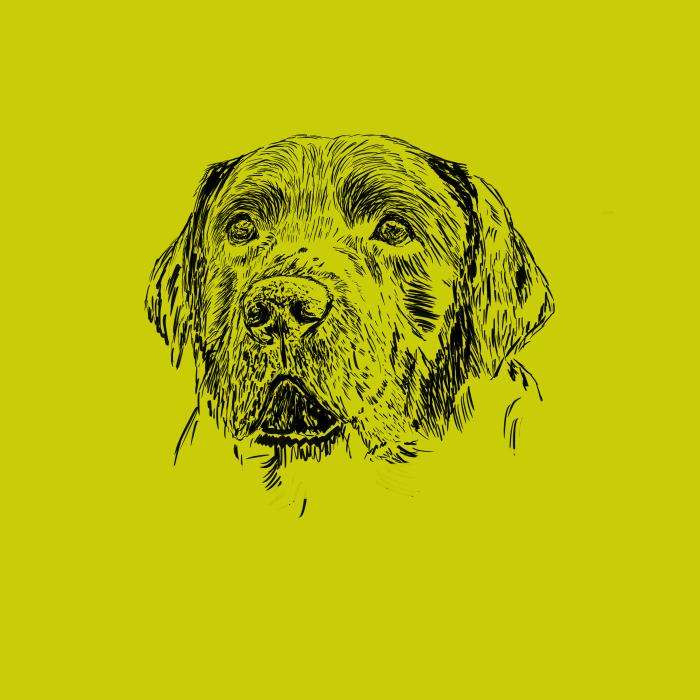Labradorský retriever - limetková