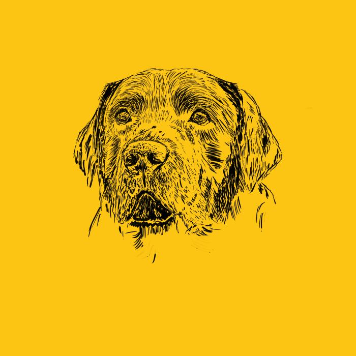 Labradorský retriever - žlutá