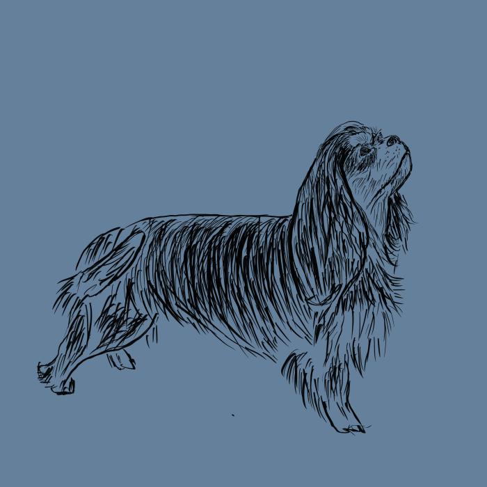 Kavalír king Charles španěl - denim