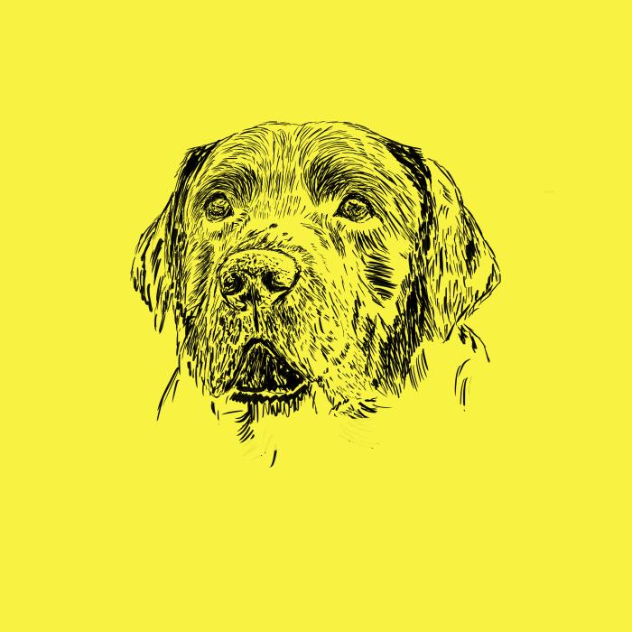 Labradorský retriever - citonová