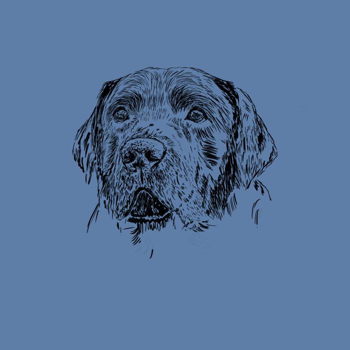 Labradorský retriever - nebesky modrá