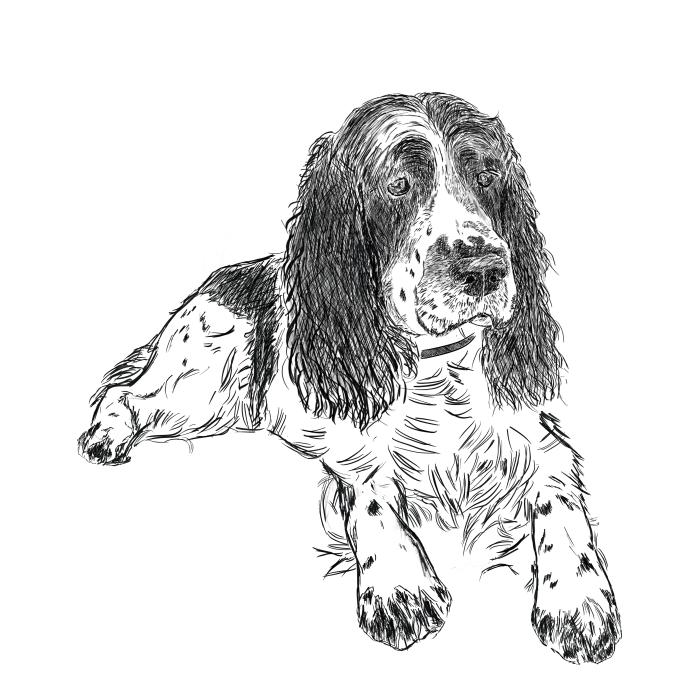 Springer Spaniel - bílá