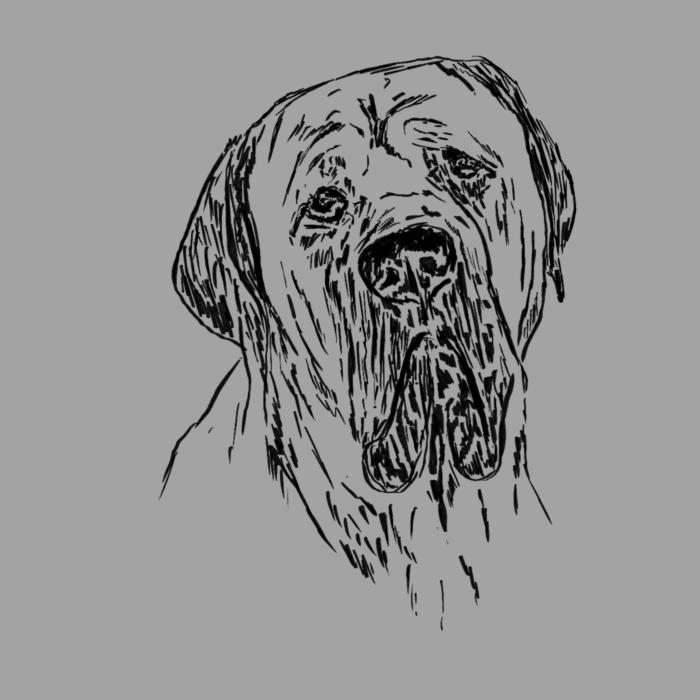 Cane corso - tmavě šedý melír
