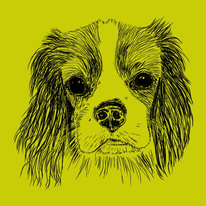 Cavalier - limetková
