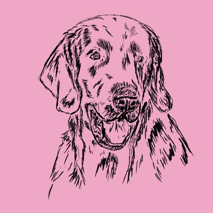Flat coated retriever - růžová