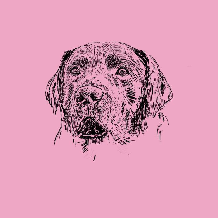 Labradorský retriever - růžová