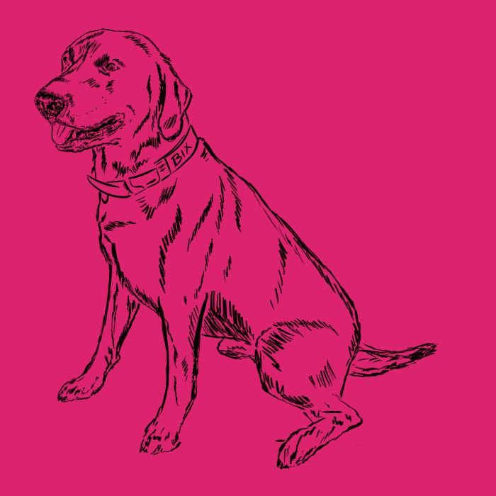 Labradorský retriever - malinová