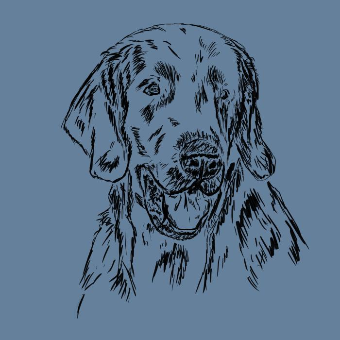 Flat coated retriever - denim