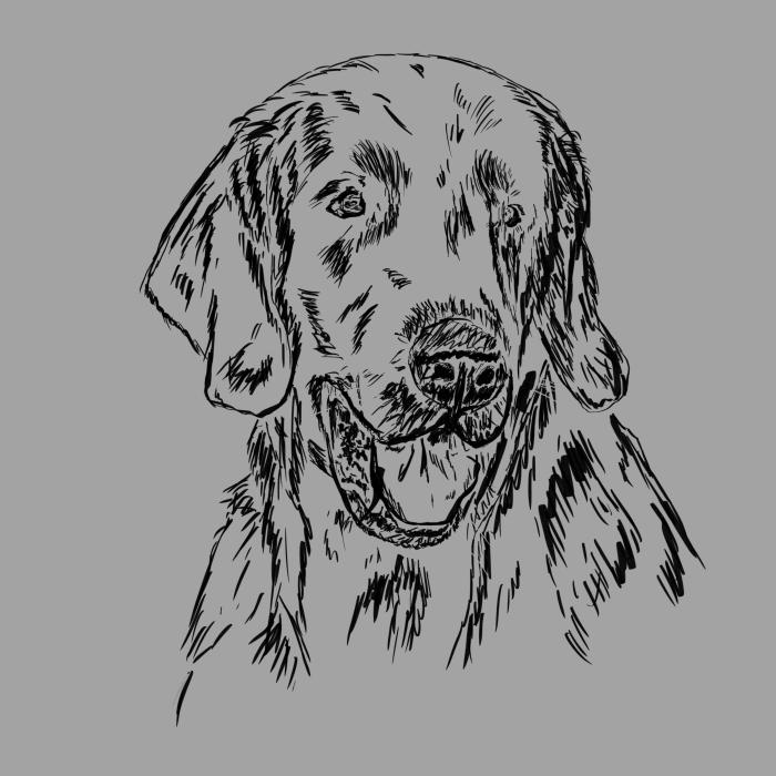 Flat coated retriever - tmavě šedý melír