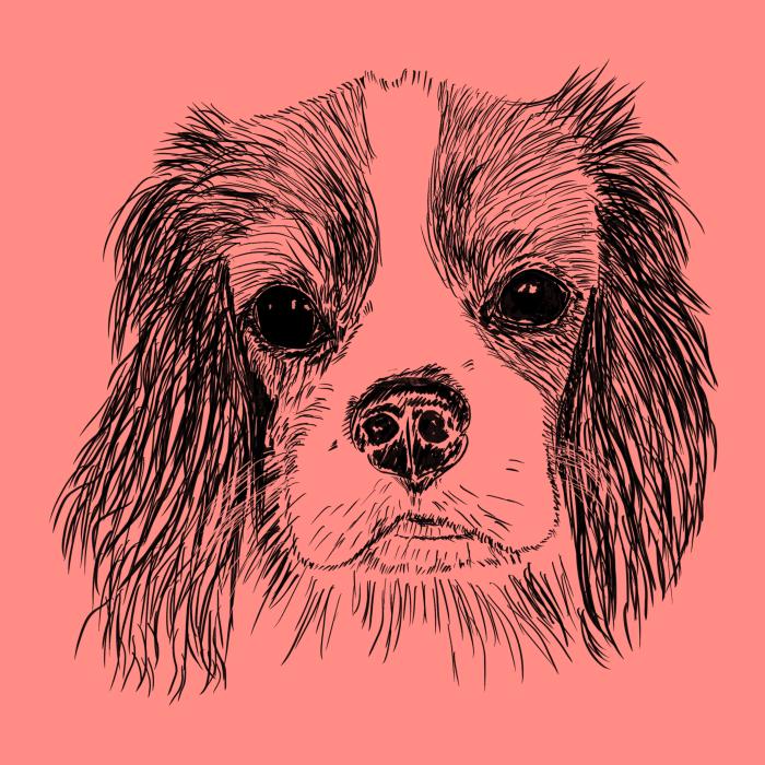Cavalier - korálová