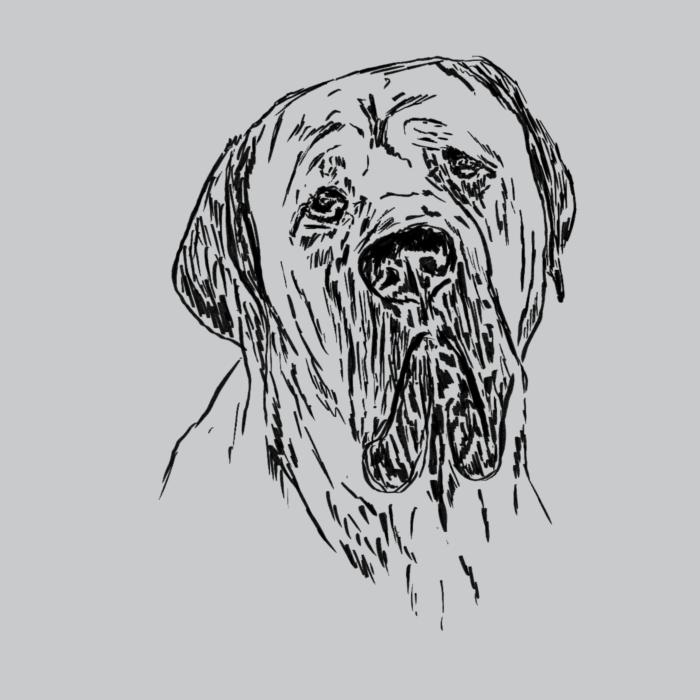 Cane corso - světle šedý melír