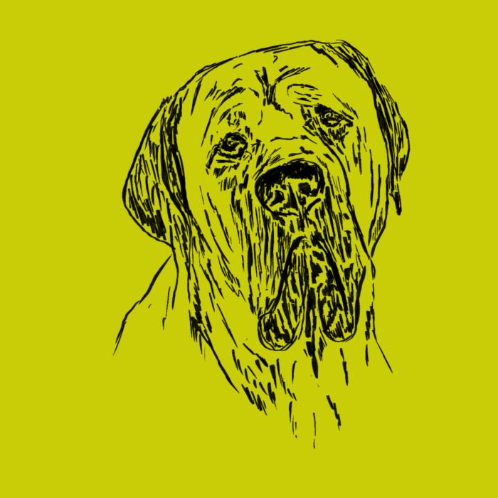 Cane corso - limetková