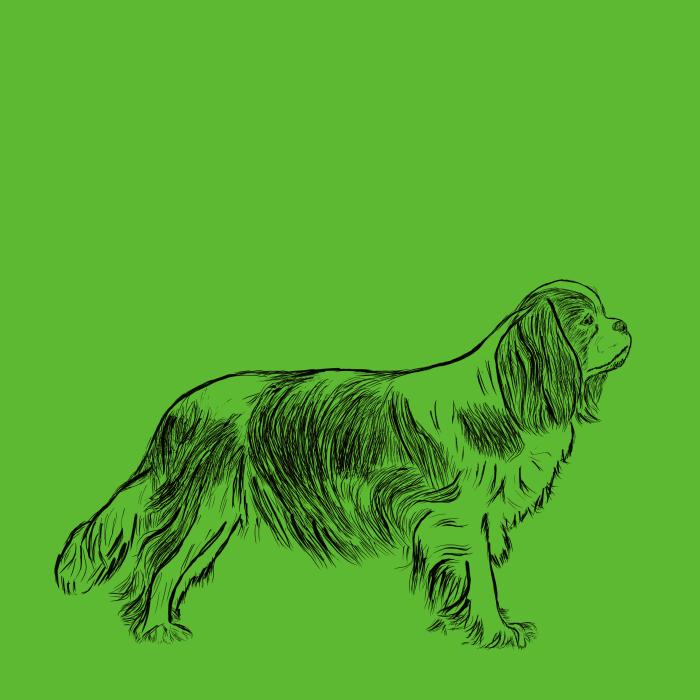 Kavalír king Charles španěl - apple green