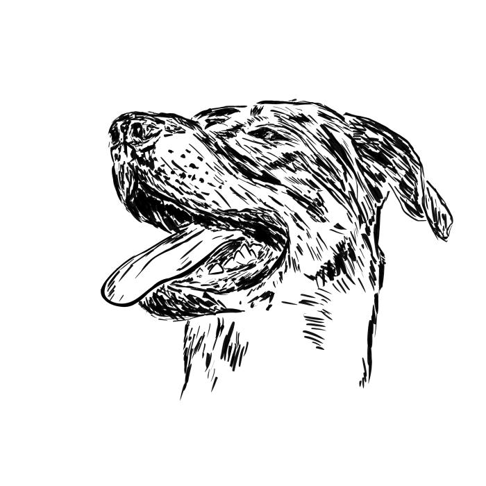 Bauceron - bílá