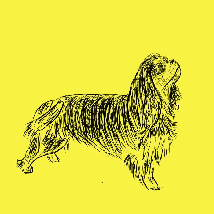 Kavalír king Charles španěl - citonová