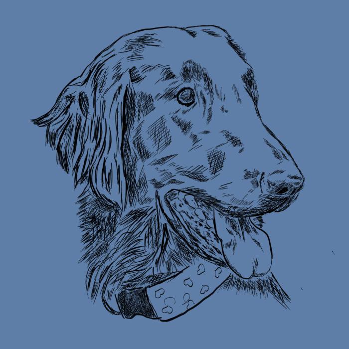 Flat coated retriever - nebesky modrá