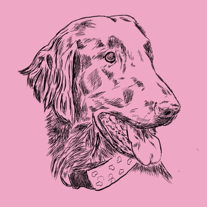Flat coated retriever - růžová