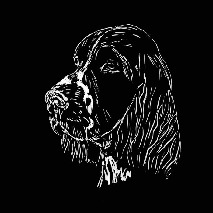 Springer Spaniel - černá