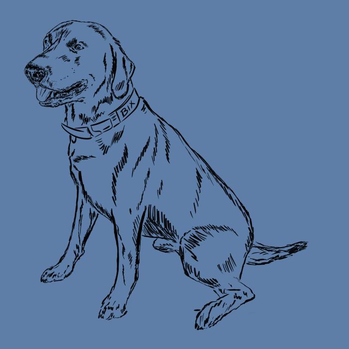 Labradorský retriever - nebesky modrá