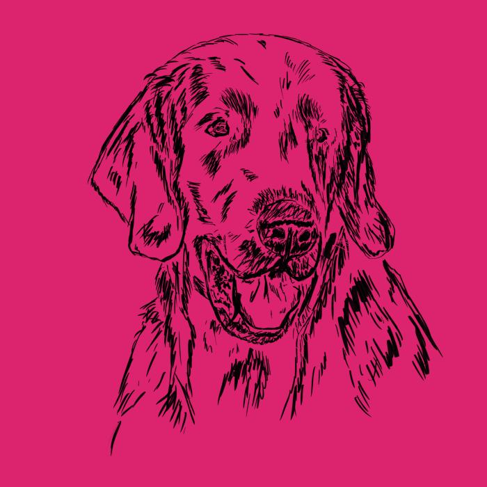 Flat coated retriever - malinová