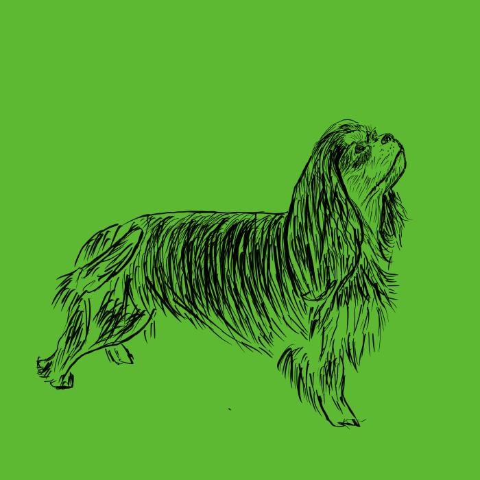 Kavalír king Charles španěl - apple green