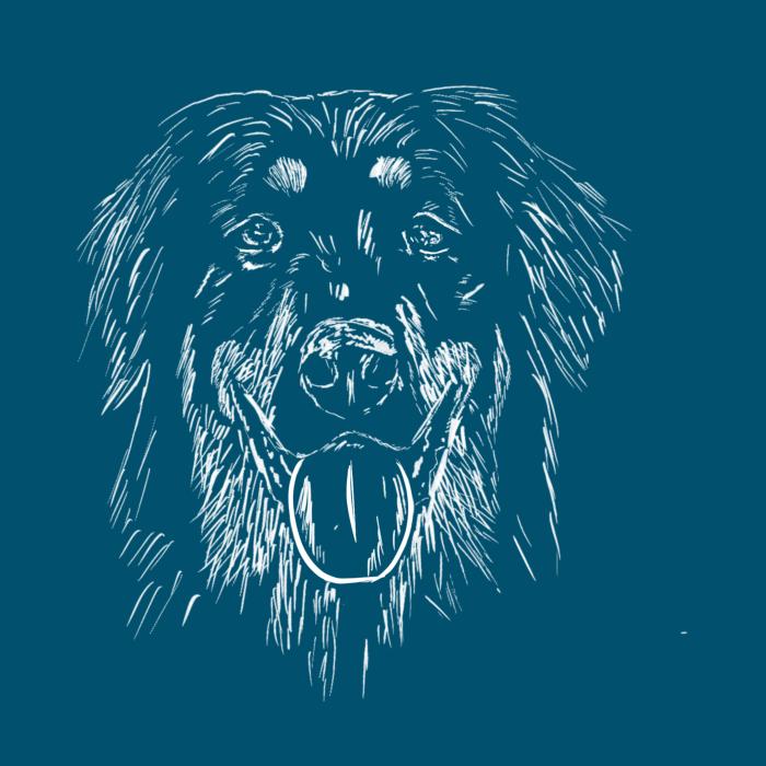 Hovawart - petrolejová