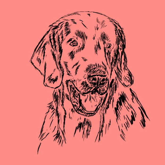 Flat coated retriever - korálová
