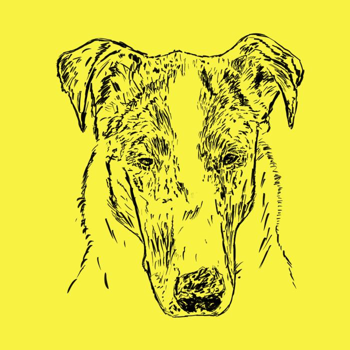 Kolie krátkosrstá - citonová