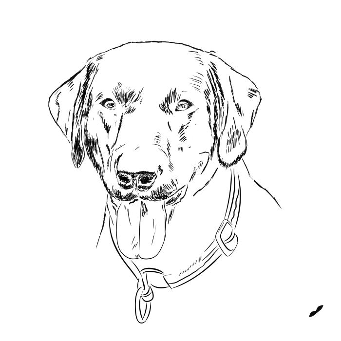 Labradorský retriever - bílá