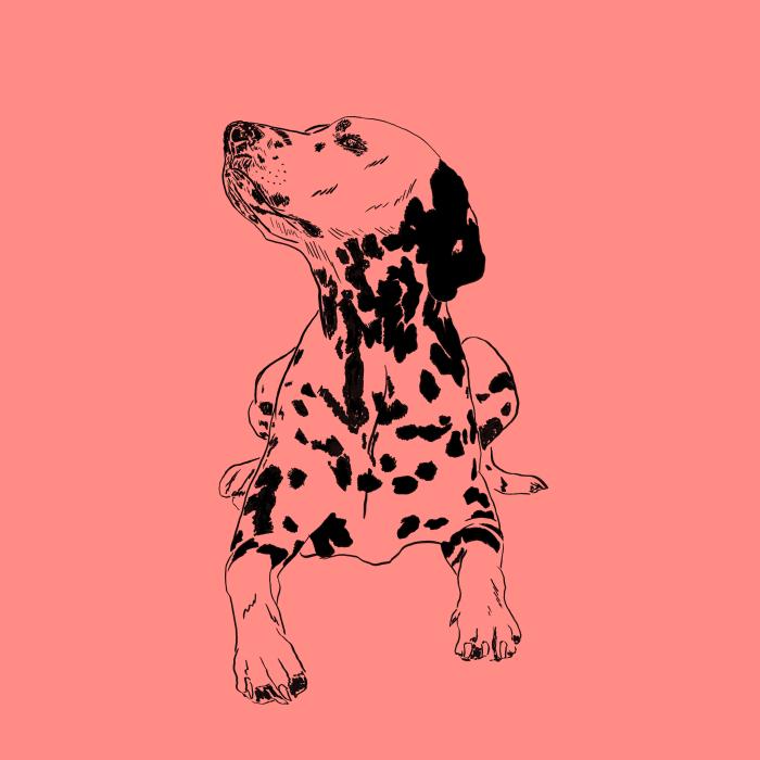 Dalmatin - korálová