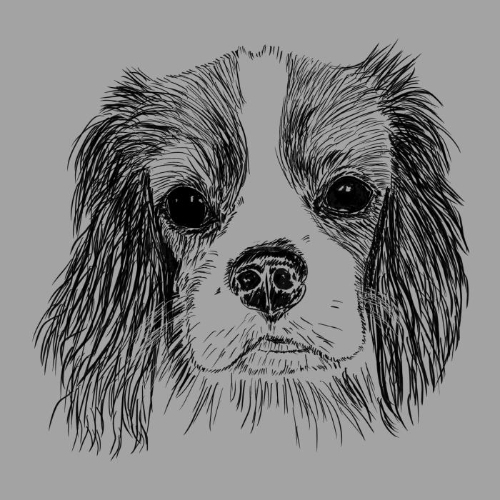Cavalier - tmavě šedý melír