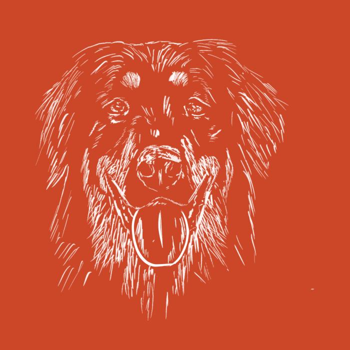 Hovawart - oranžová