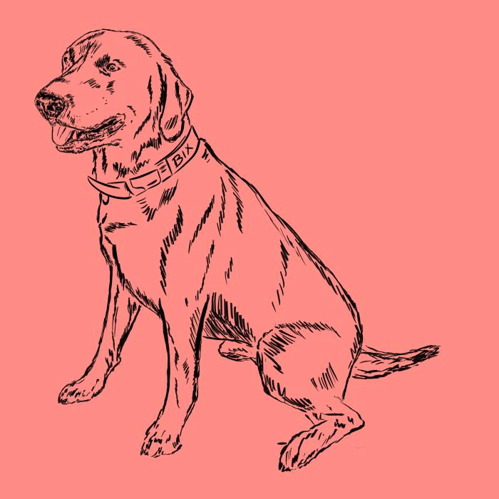 Labradorský retriever - korálová