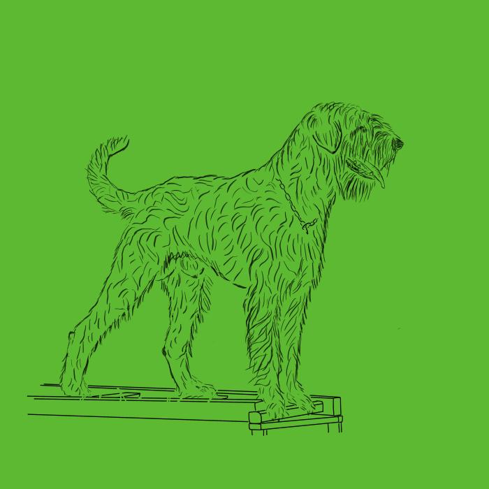 Knírač velký černý - apple green