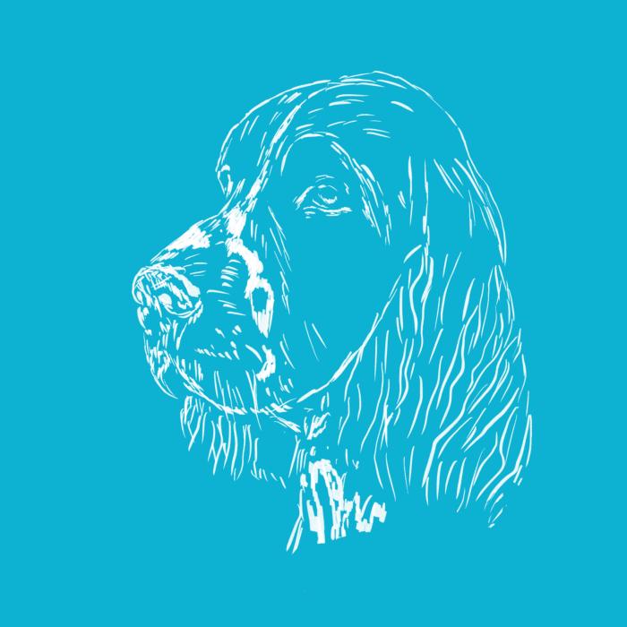 Springer Spaniel - tyrkysová