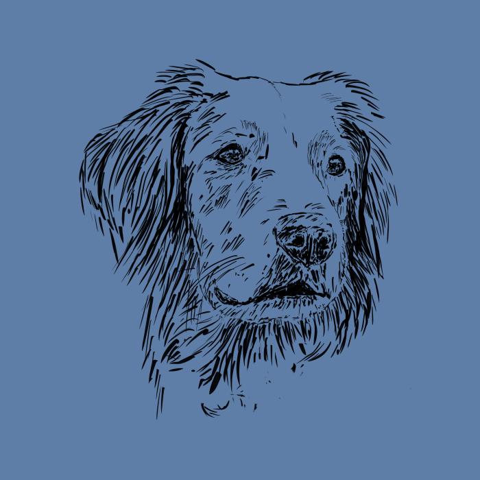 Zlatý retrívr - nebesky modrá
