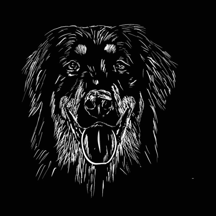 Hovawart - černá