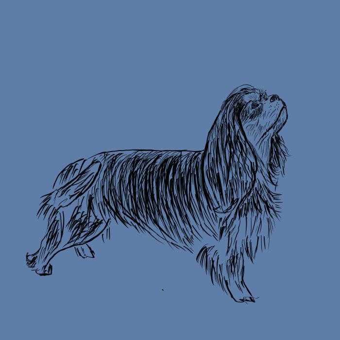 Kavalír king Charles španěl - nebesky modrá