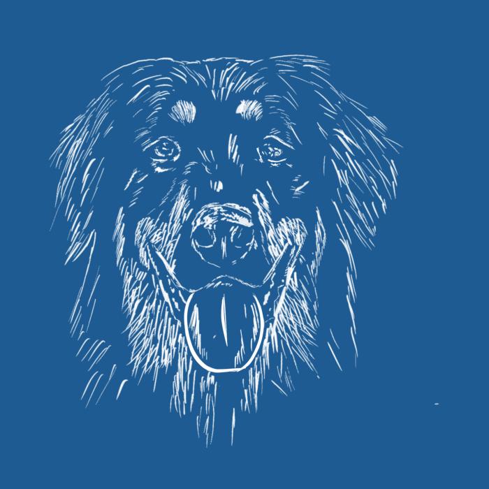 Hovawart - azurově modrá