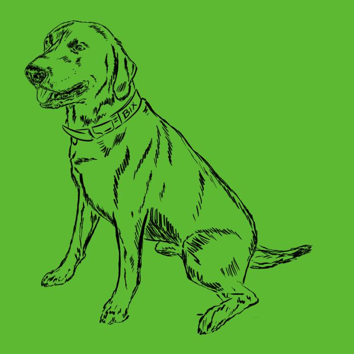Labradorský retriever - apple green