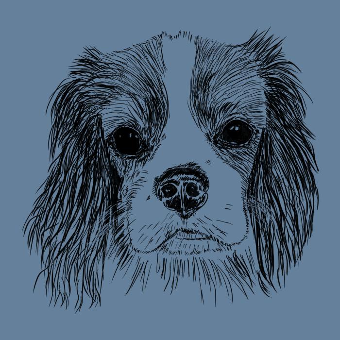Cavalier - denim