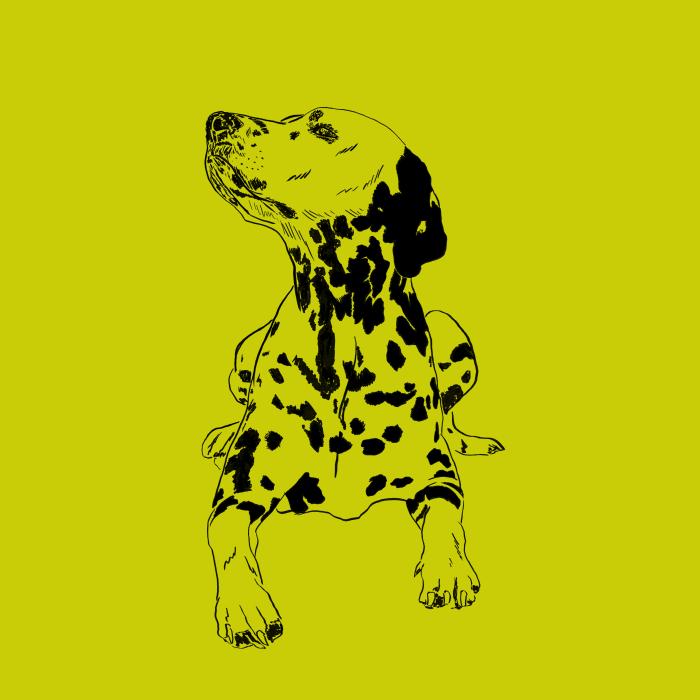 Dalmatin - limetková