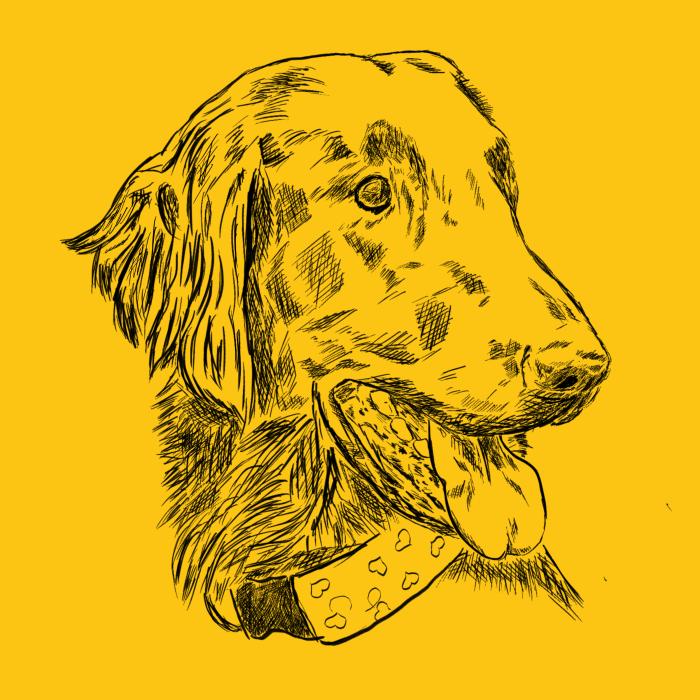 Flat coated retriever - žlutá