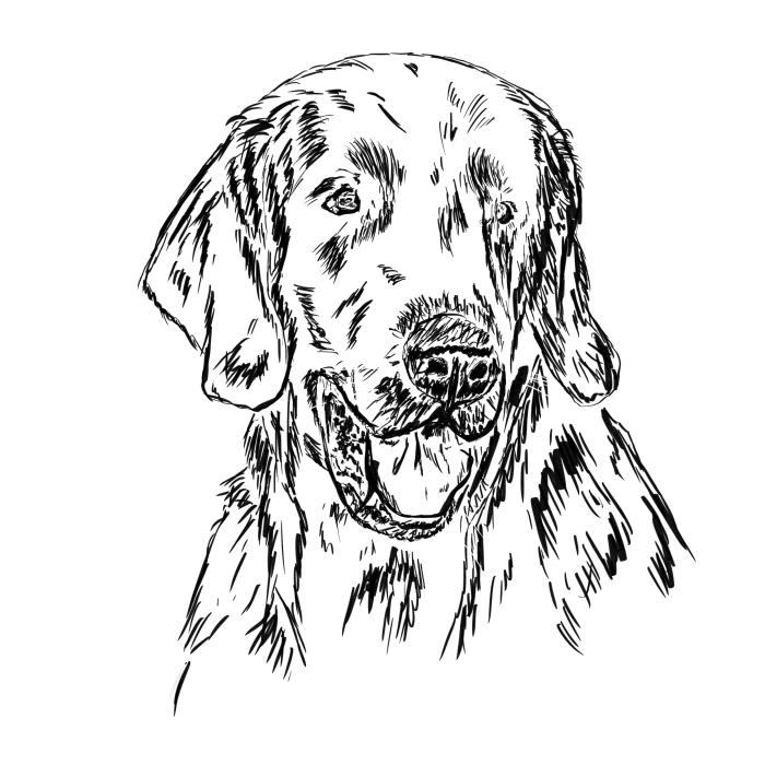 Flat coated retriever - bílá