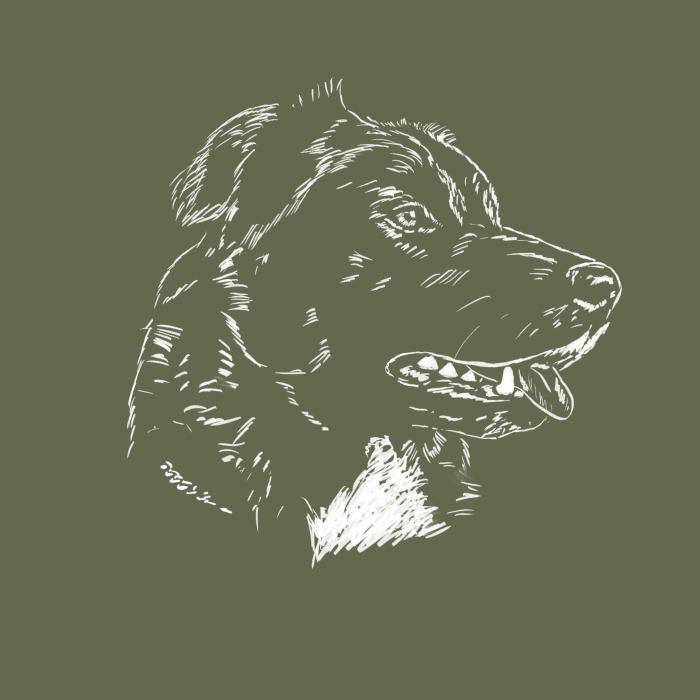 Border kolie - khaki