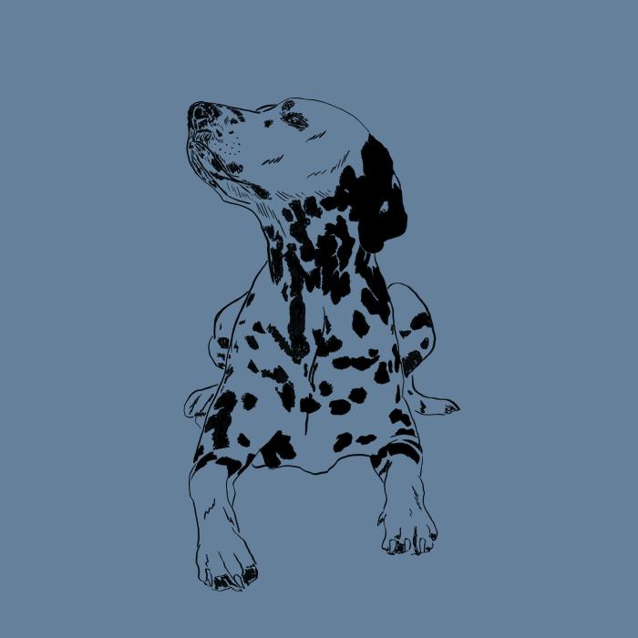 Dalmatin - denim