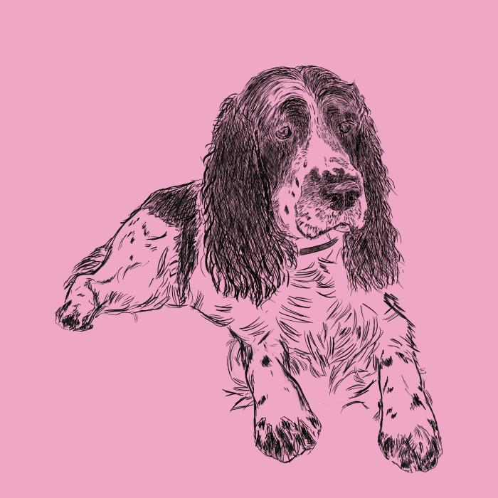 Springer Spaniel - růžová