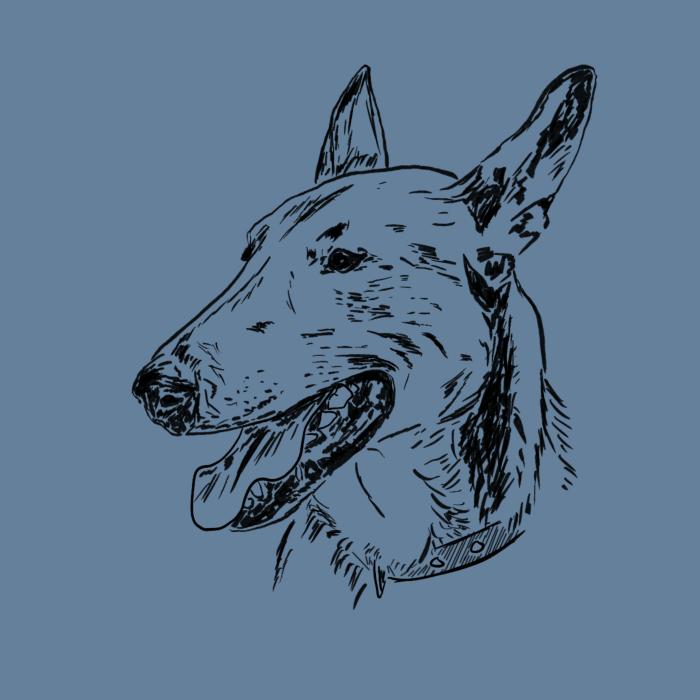 Anglický bulteriér - denim