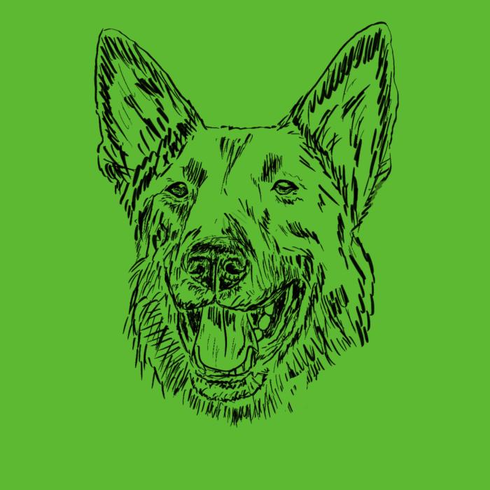 Německý ovčák - apple green